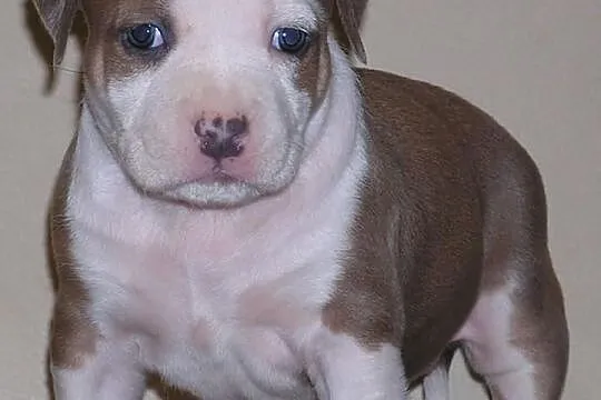 Amstaff FCI , American Staffordshire Terrier, ZKwP