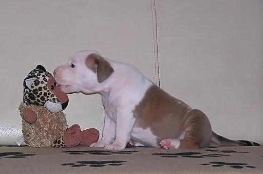 Amstaff FCI , American Staffordshire Terrier, ZKwP