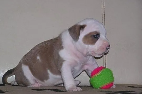 Amstaff FCI , American Staffordshire Terrier, ZKwP