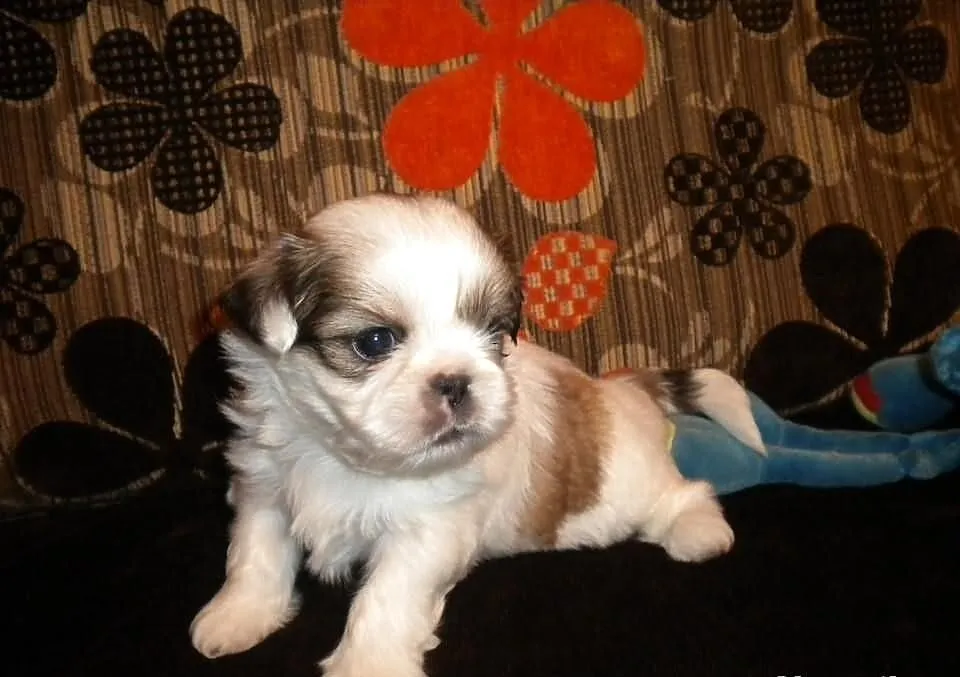 Shih tzu mini z rodowodem