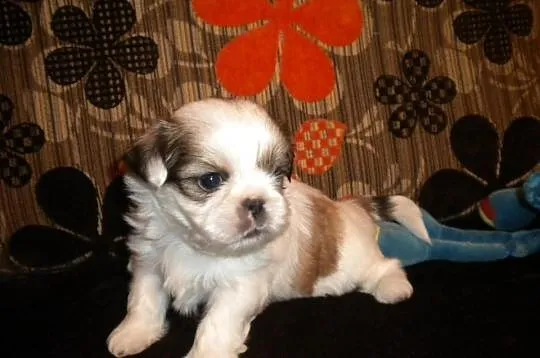 Shih tzu mini z rodowodem