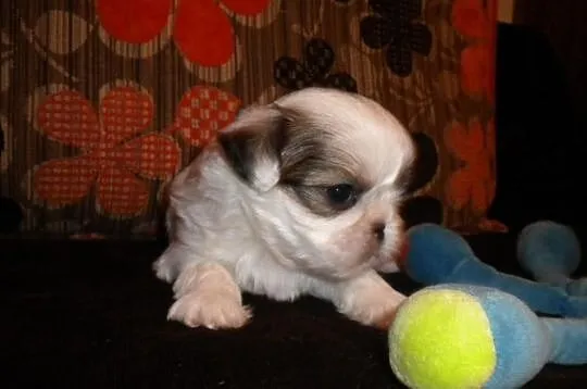 Shih tzu mini z rodowodem
