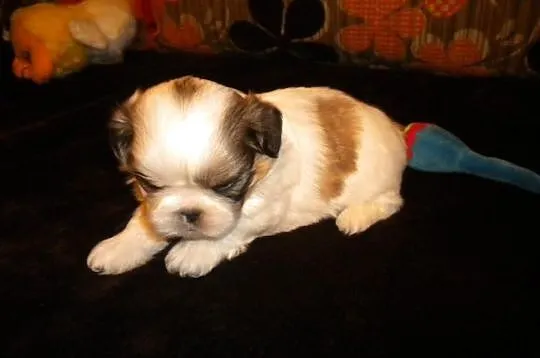Shih tzu mini z rodowodem
