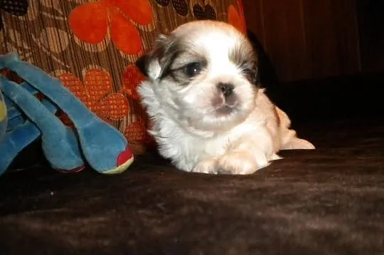 Shih tzu mini z rodowodem