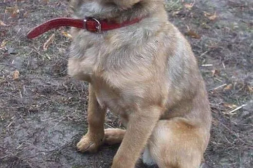 Przyjazny SZCZENIAK, 4 miesięczny Bary adopcja,  Kundelki cała Polska