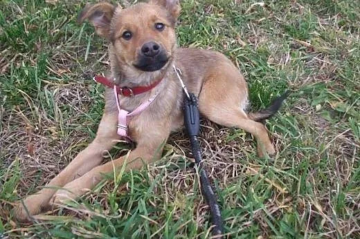 Przyjazny SZCZENIAK, 4 miesięczny Bary adopcja,  K