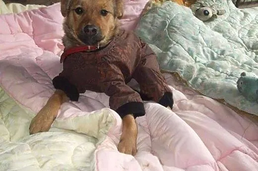Przyjazny SZCZENIAK, 4 miesięczny Bary adopcja,  K