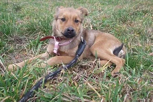 Przyjazny SZCZENIAK, 4 miesięczny Bary adopcja,  K
