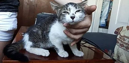 Hania 8tyg kotka do adopcji , mazowieckie Warszaw