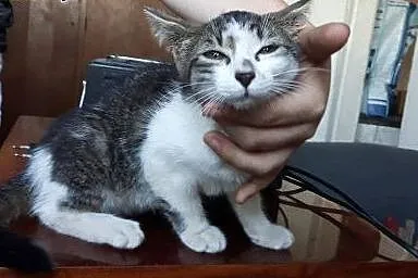 Hania 8tyg kotka do adopcji ,  mazowieckie Warszaw