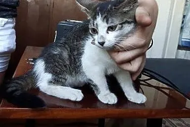 Hania 8tyg kotka do adopcji ,  mazowieckie Warszaw