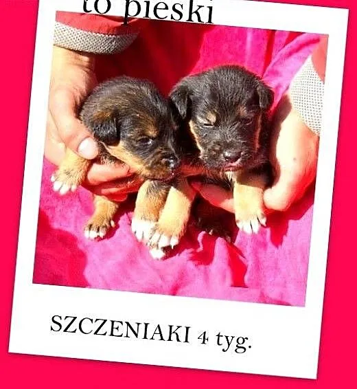 4 tyg.szczeniaki,sieroty w schronisku,dla doświadc