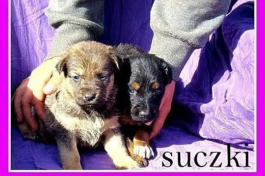 4 tyg.szczeniaki,sieroty w schronisku,dla doświadc