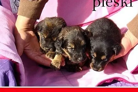 4 tyg.szczeniaki,sieroty w schronisku,dla doświadc