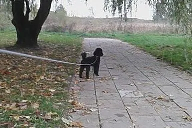Pudelek szuka suczki,  śląskie Częstochowa