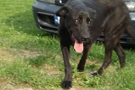KOBRA młodziutka, bardzo  lagodna sunia mix labrad