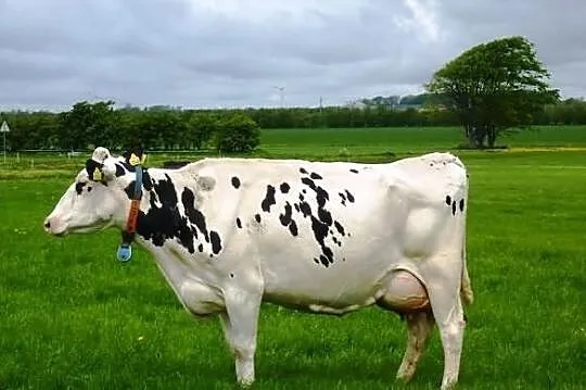 Krowy mleczne rasy H-F (jałówki cielne, pierwiastk