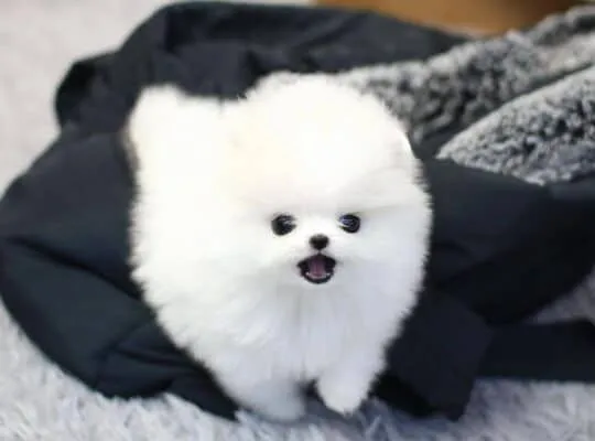 Dostępne są szczenięta rasy miniaturowy pomeranian.