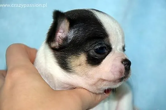 Maleńki piesek CHIHUAHUA z rodowodem FCI