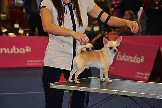 Maleńki piesek CHIHUAHUA z rodowodem FCI