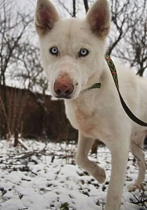 Alaska śnieżnobiałą sunia husky czeka na dom, ślą