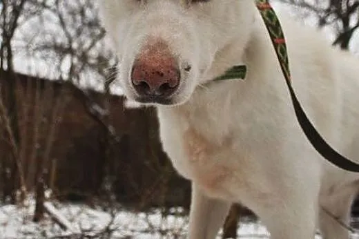 Alaska śnieżnobiałą sunia husky czeka na dom,  ślą