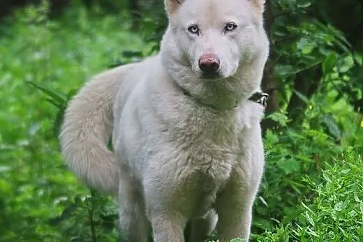 Alaska śnieżnobiałą sunia husky czeka na dom,  ślą