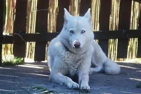Alaska śnieżnobiałą sunia husky czeka na dom,  ślą