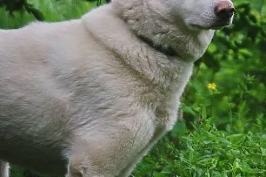 Alaska śnieżnobiałą sunia husky czeka na dom,  ślą