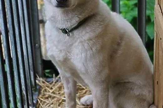Alaska śnieżnobiałą sunia husky czeka na dom,  ślą