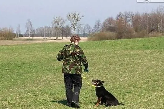 Bruce szuka spokojnego wyrozumiałego opiekuna, , Wrocław
