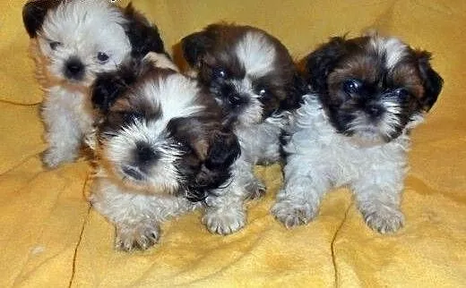 Shih Tzu - maluszki do odbioru :) , śląskie Częs