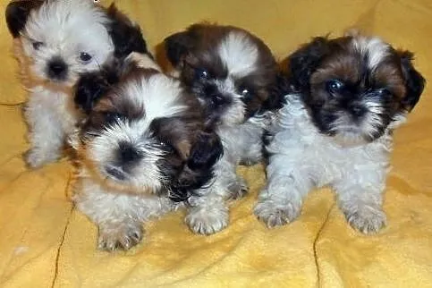 Shih Tzu - maluszki do odbioru :)  ,  śląskie Częs