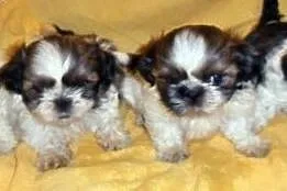 Shih Tzu - maluszki do odbioru :)  ,  śląskie Częs