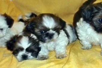 Shih Tzu - maluszki do odbioru :)  ,  śląskie Częs