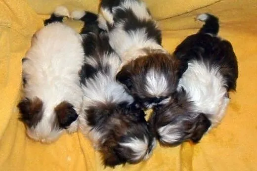 Shih Tzu - maluszki do odbioru :)  ,  śląskie Częs