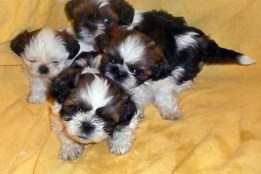 Shih Tzu - maluszki do odbioru :)  ,  śląskie Częs