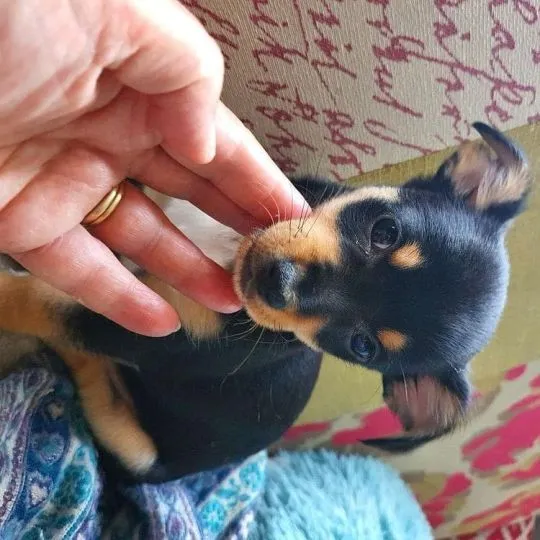 Przepiękne Chihuahua szczenięta gotowe do sprzedaży w nowych domach, Podkarpackie, Stalowa Wola
