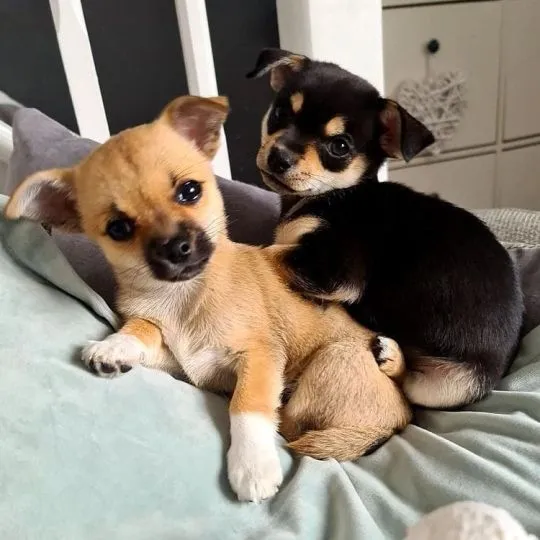 Przepiękne Chihuahua szczenięta gotowe do sprzedaży w nowych domach, Podkarpackie, Stalowa Wola