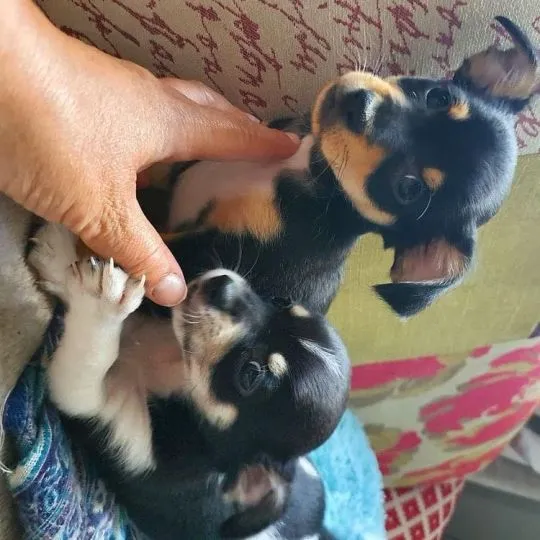 Przepiękne Chihuahua szczenięta gotowe do sprzedaży w nowych domach, Podkarpackie, Stalowa Wola