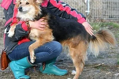 Piękna długowłosa suczka Yoko,  dolnośląskie Wrocł