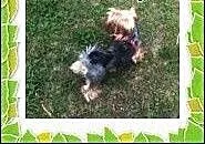 York,yorkshire terrier! Dorosły piesek!-małopolska
