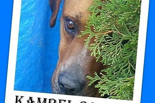 Bokser mix,duży,przyjazny,łagodny pies KAMBEL.Adop