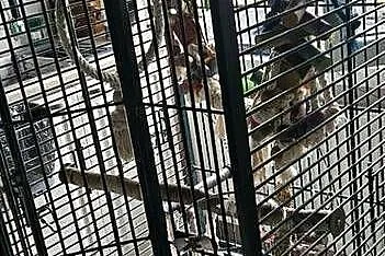 Klatka dla Zako lub innej wiekszej  papugi, Małopolskie, Prusy