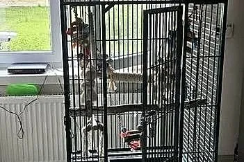 Klatka dla Zako lub innej wiekszej  papugi, Małopolskie, Prusy