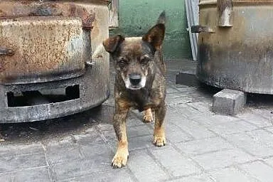 Kubuś malutki psiak który nie ma szczęścia w życiu