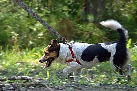 Cynka - ogromna pieszczocha :)
