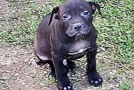 Amerykański Pitbullterrier - szczeniaki