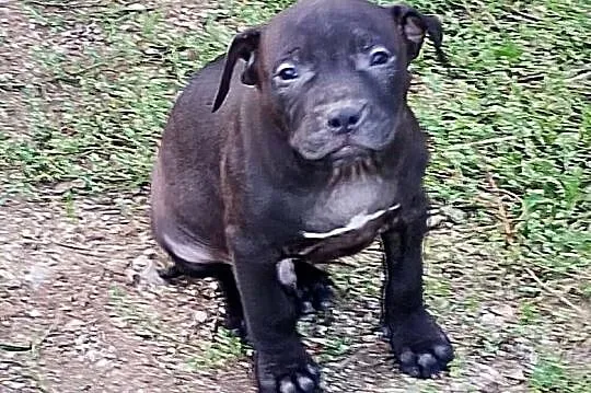 Amerykański Pitbullterrier - szczeniaki