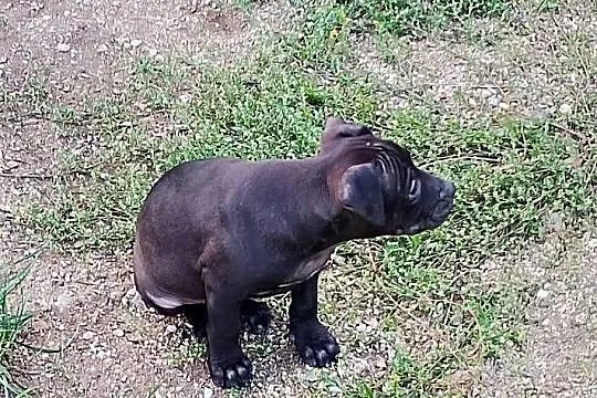 Amerykański Pitbullterrier - szczeniaki, Dolnośląskie, Bolesławiec